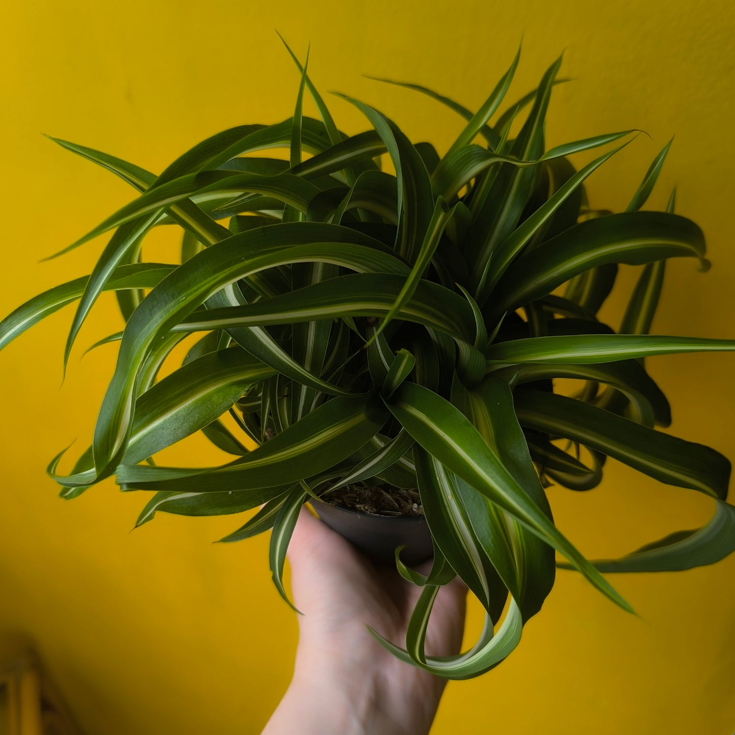 Spider Plant `Bonnie` - Medium