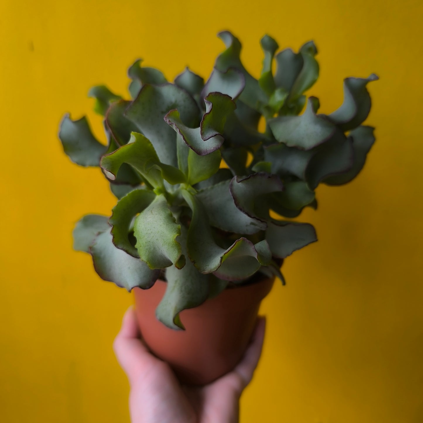 Crassula Money Mix (3) - Medium