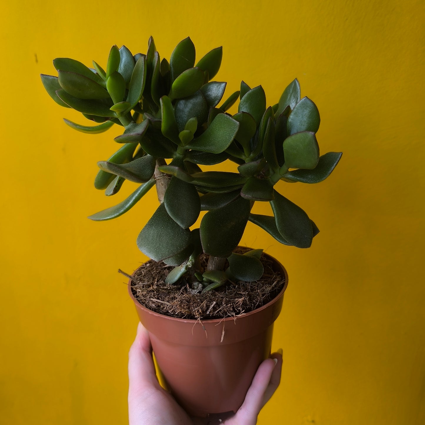 Crassula Money Mix (3) - Medium