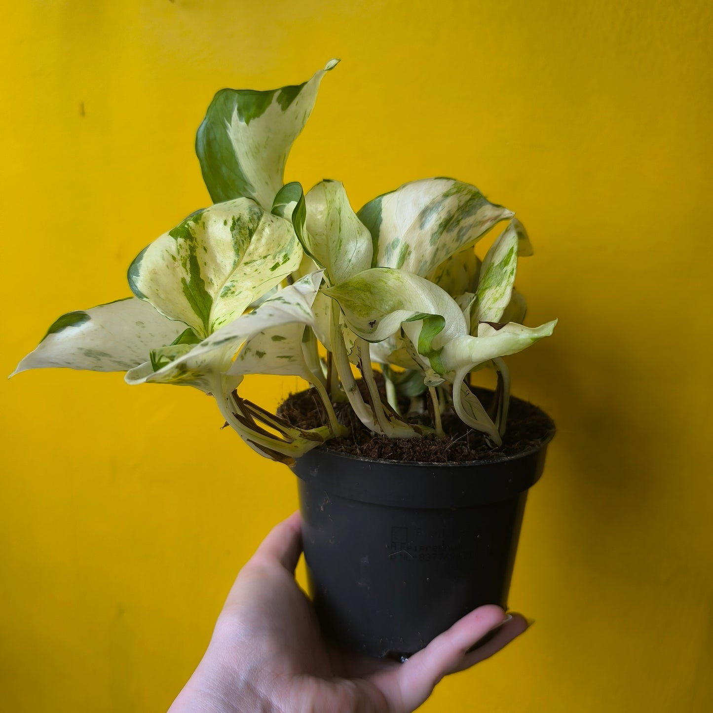 Pothos `Happy Leaf` - Medium