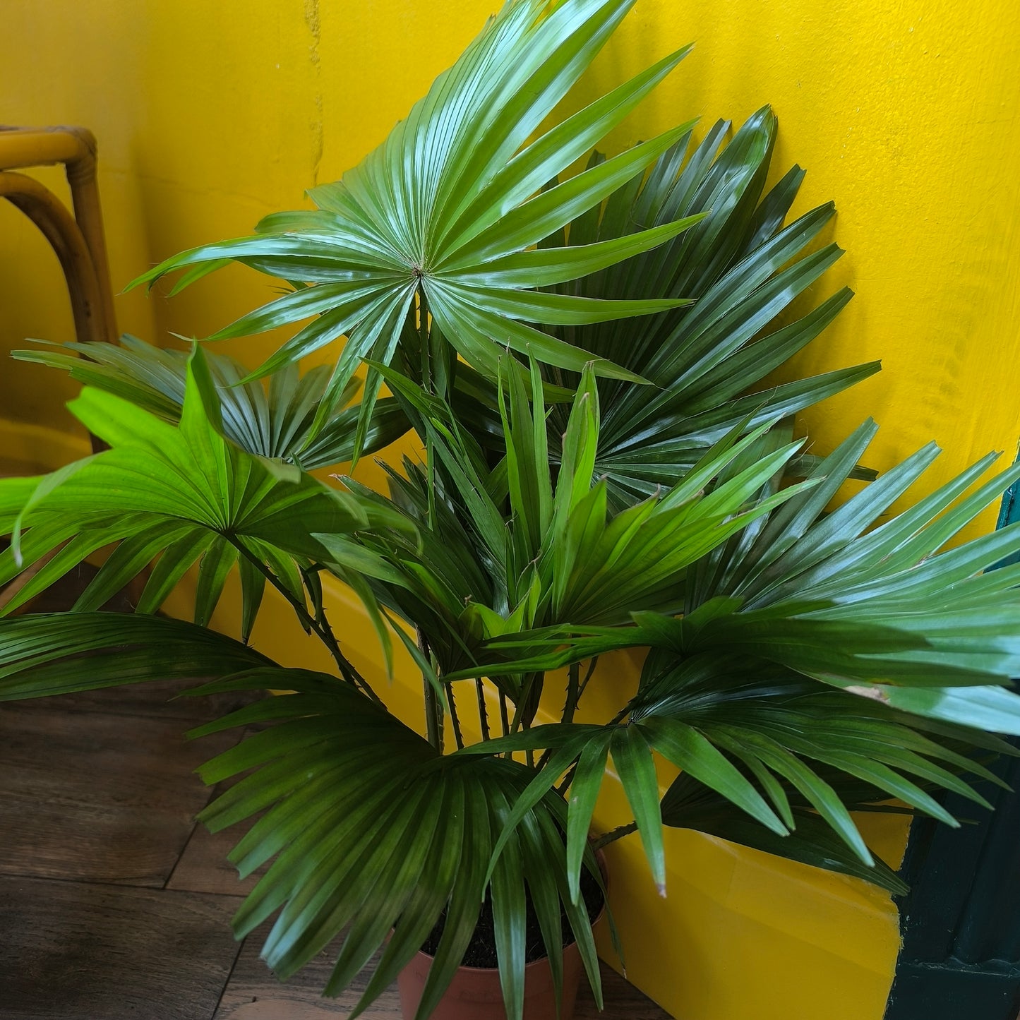 Fan Palm - Medium