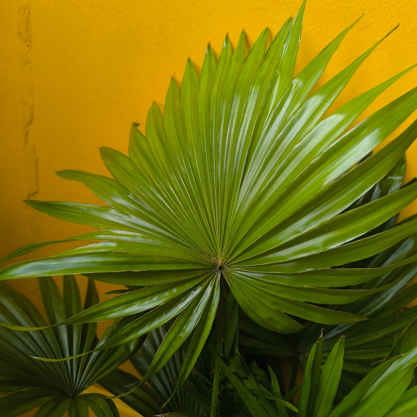 Fan Palm - Medium
