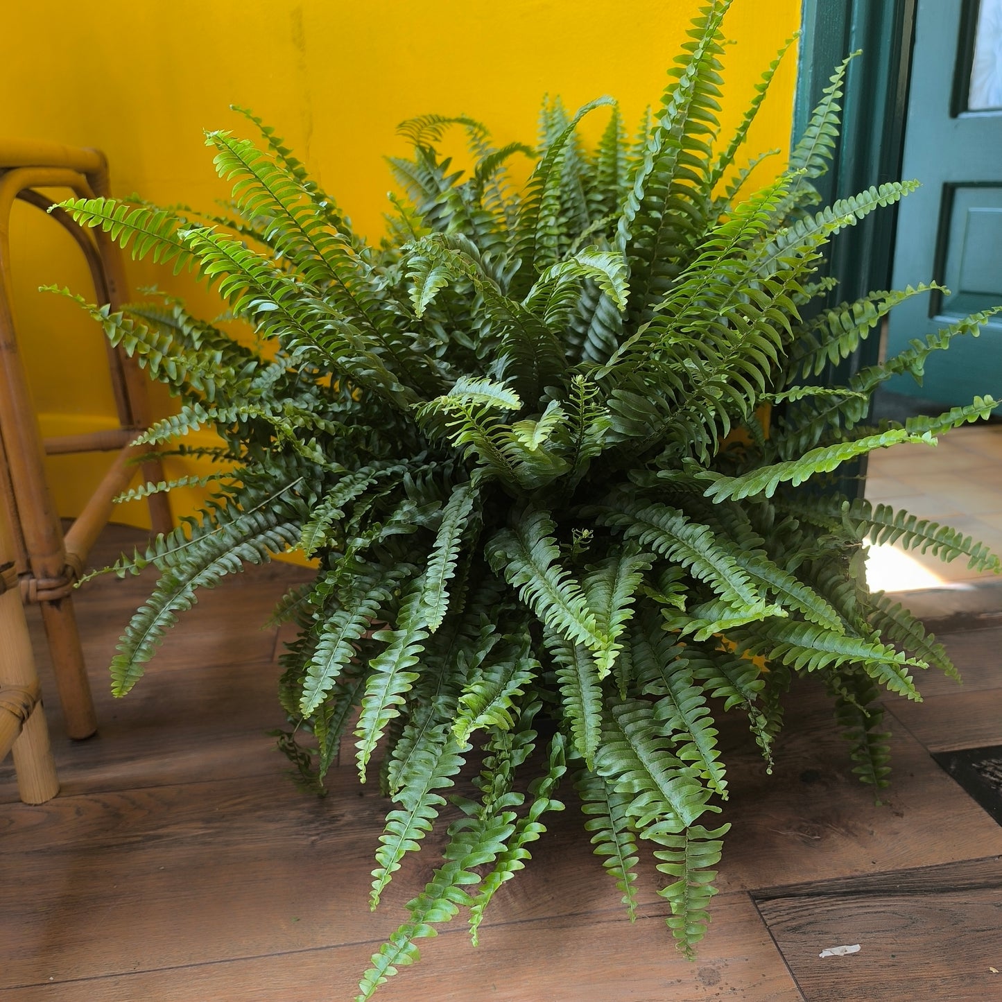 Fern Boston `Green Lady` - XL