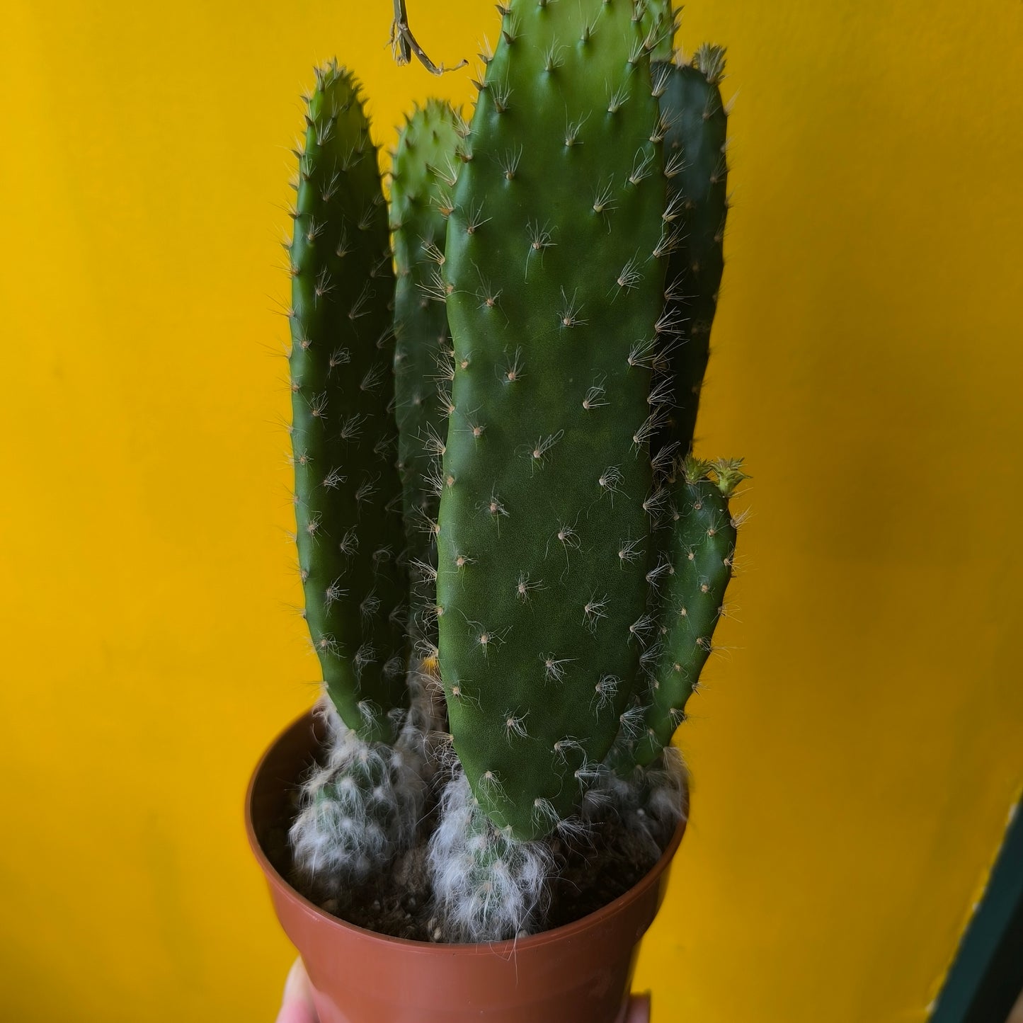 Cactus - Opuntia Blue Ale - Medium