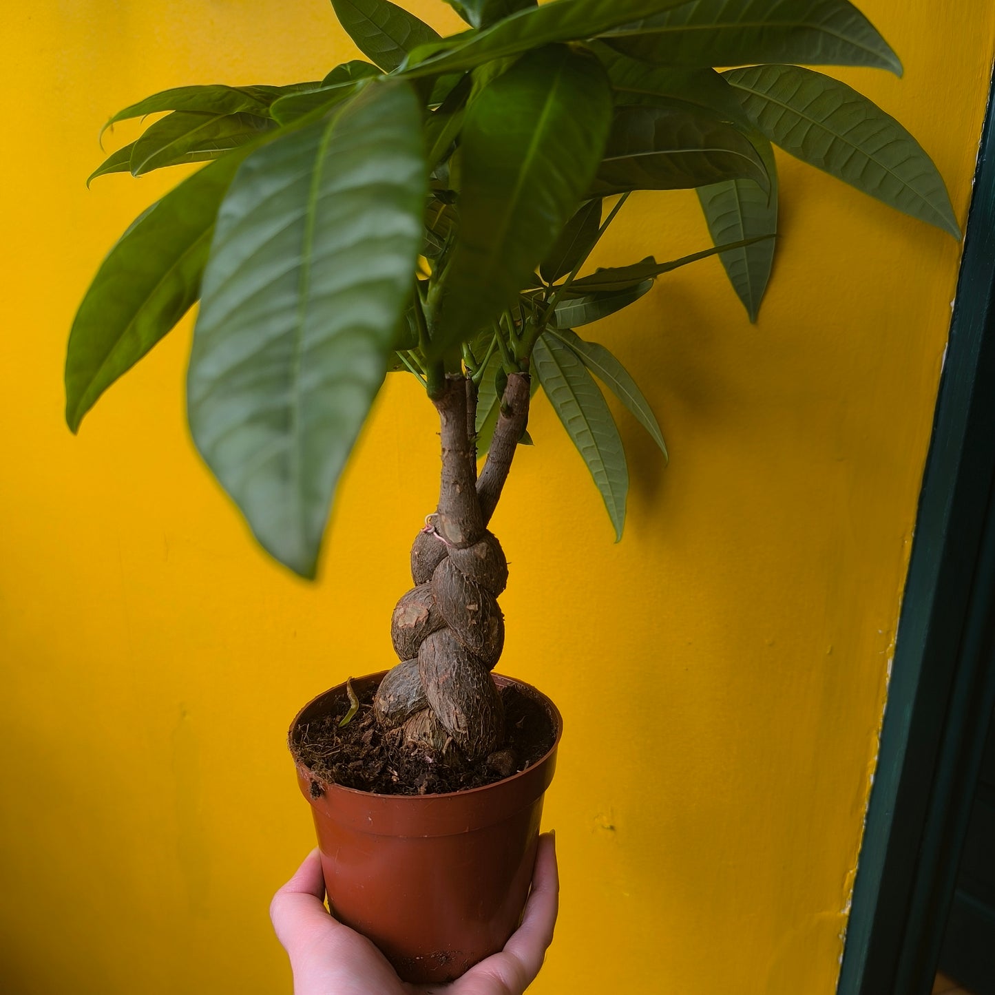 Pachira aquatica (Money Plant) - Medium