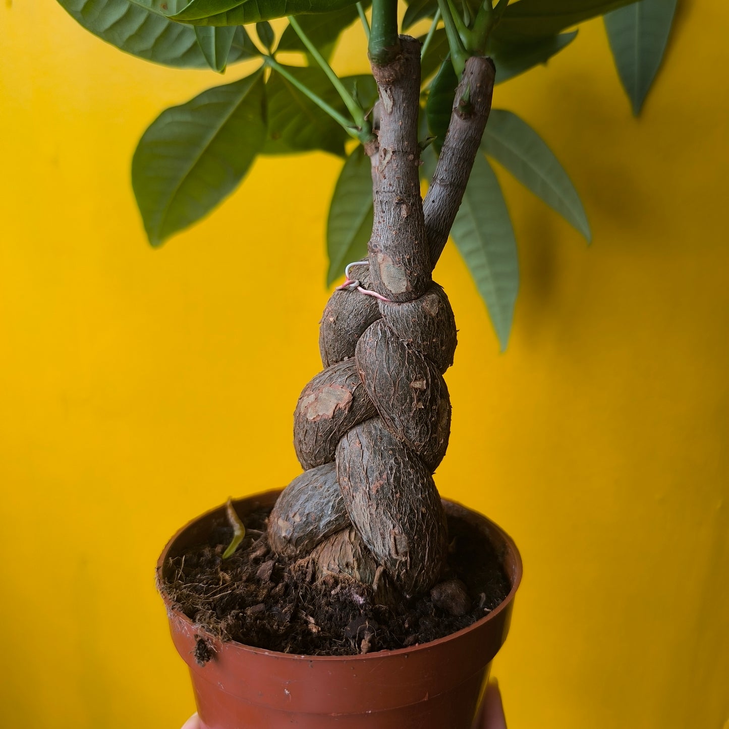 Pachira aquatica (Money Plant) - Medium