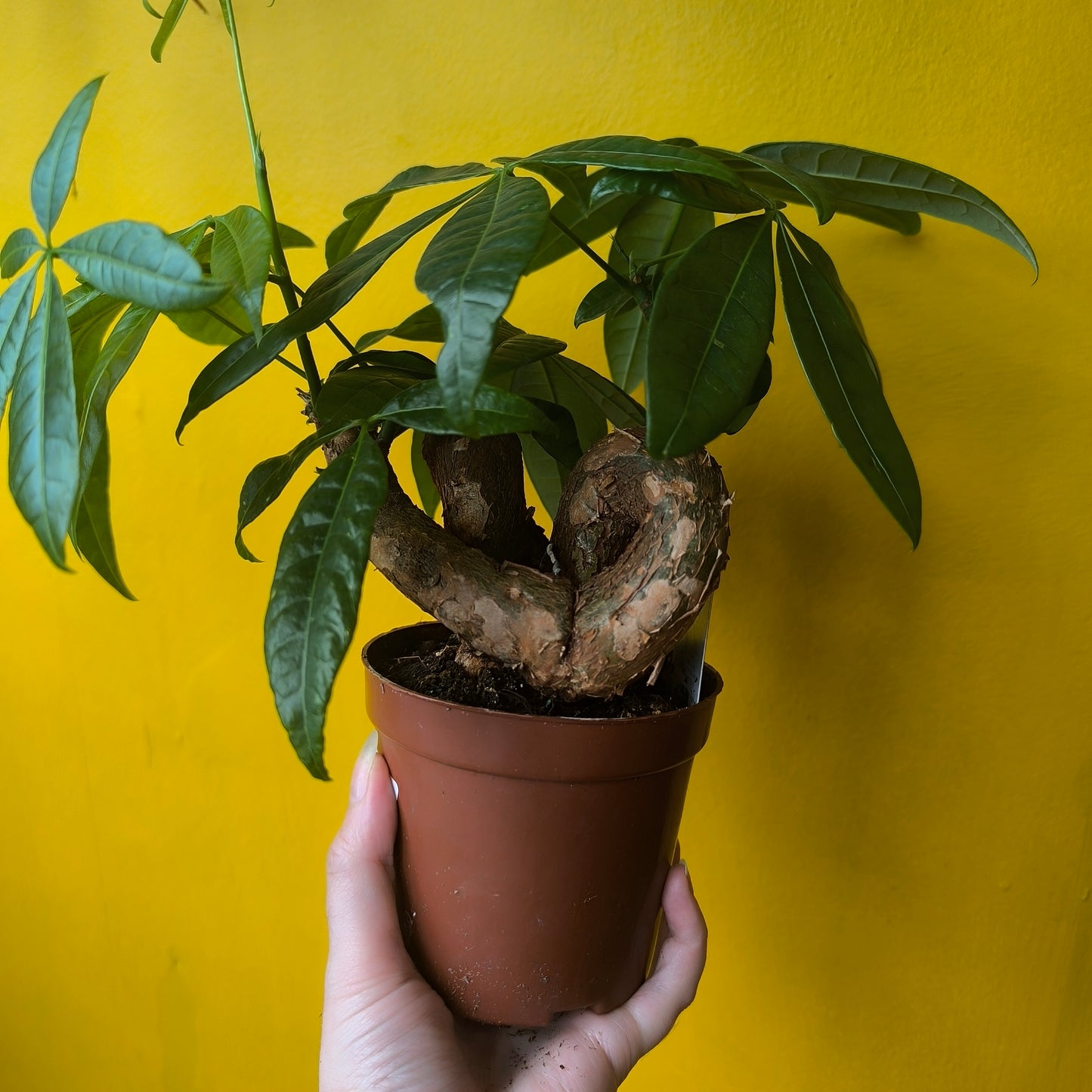 Pachira aquatica (Money Plant) - Medium