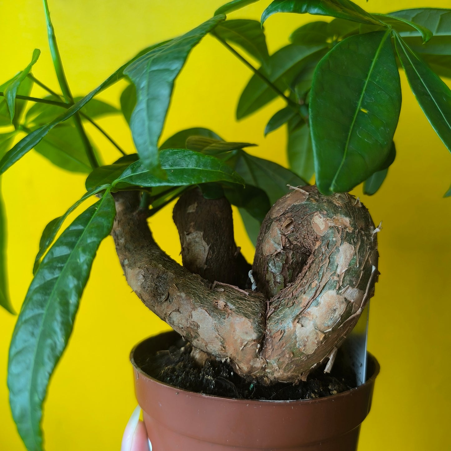 Pachira aquatica (Money Plant) - Medium