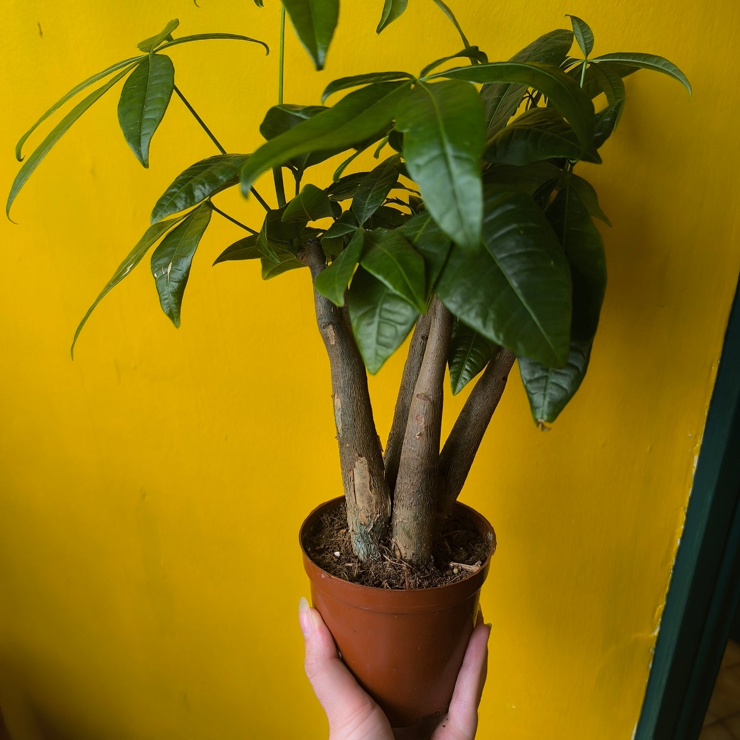 Pachira aquatica (Money Plant) - Medium