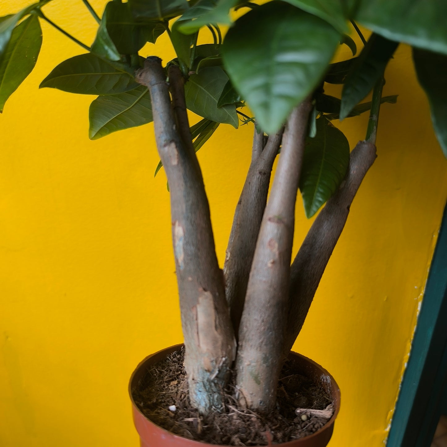 Pachira aquatica (Money Plant) - Medium