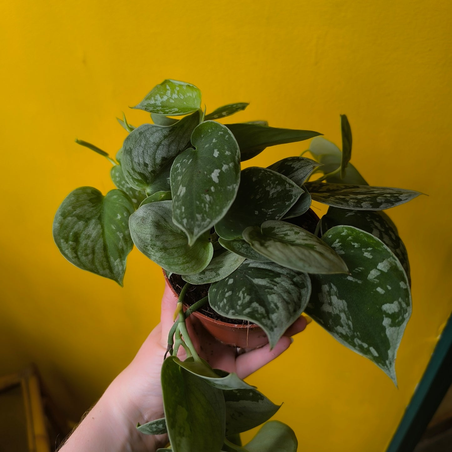 Pothos `Silvery Ann` - Medium