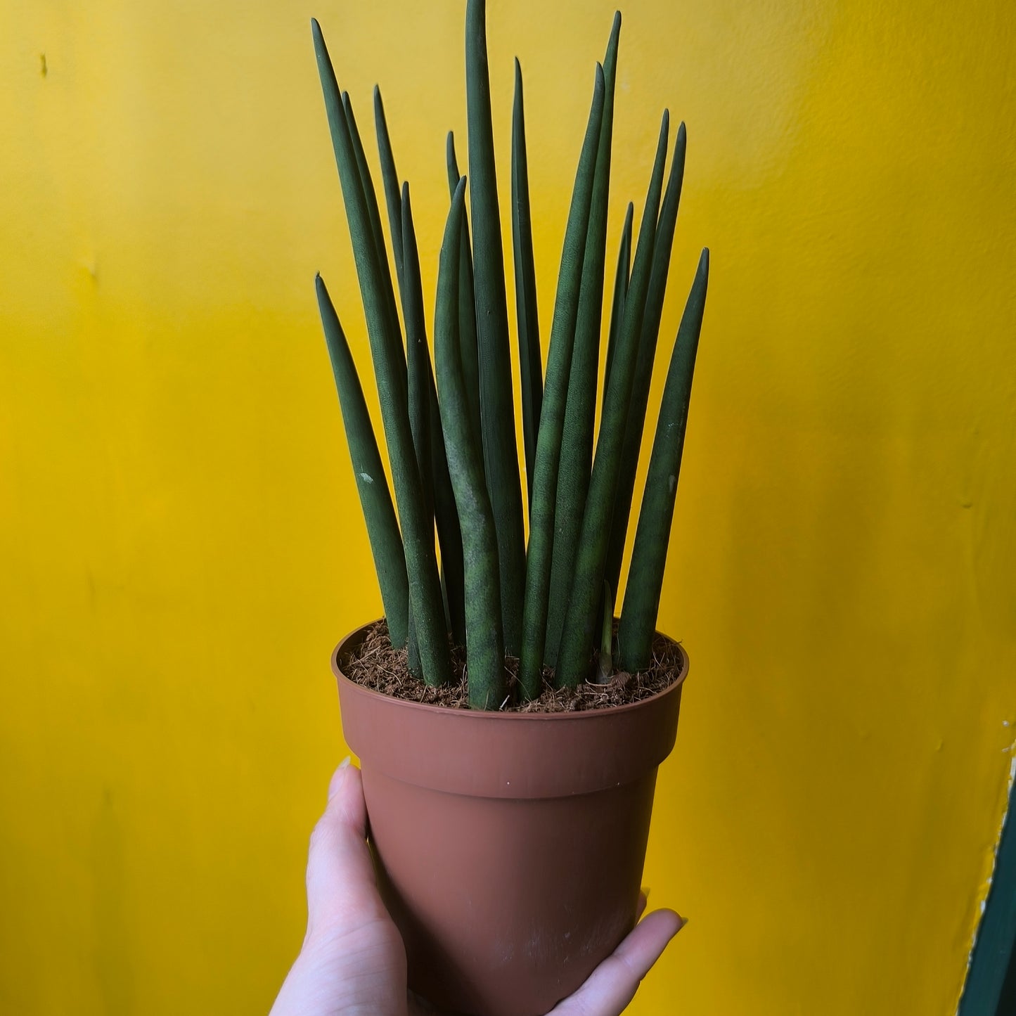 Snake Plant `cylindrica` mix (3) - Small
