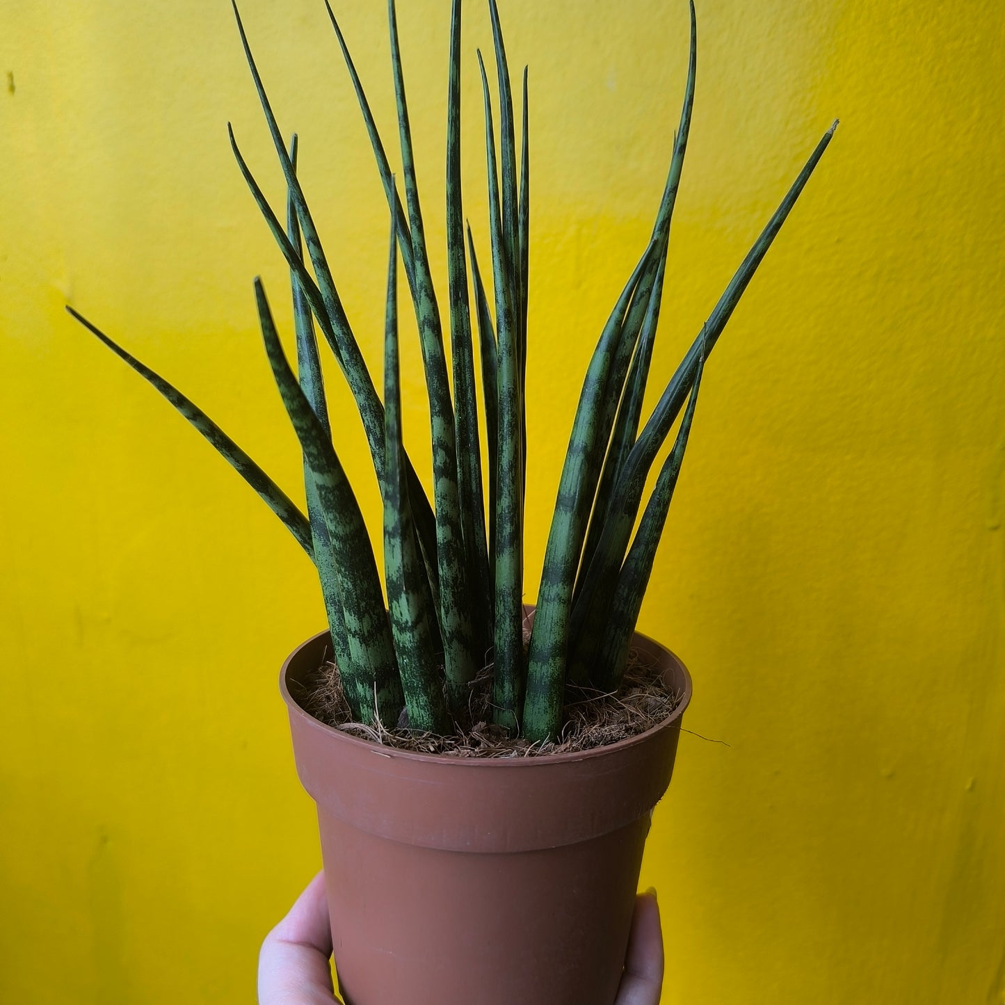 Snake Plant `cylindrica` mix (3) - Small