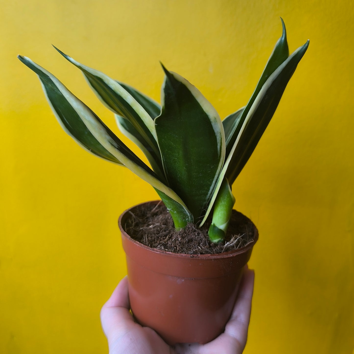 Snake Plant Hahnii Black Gold`- Small