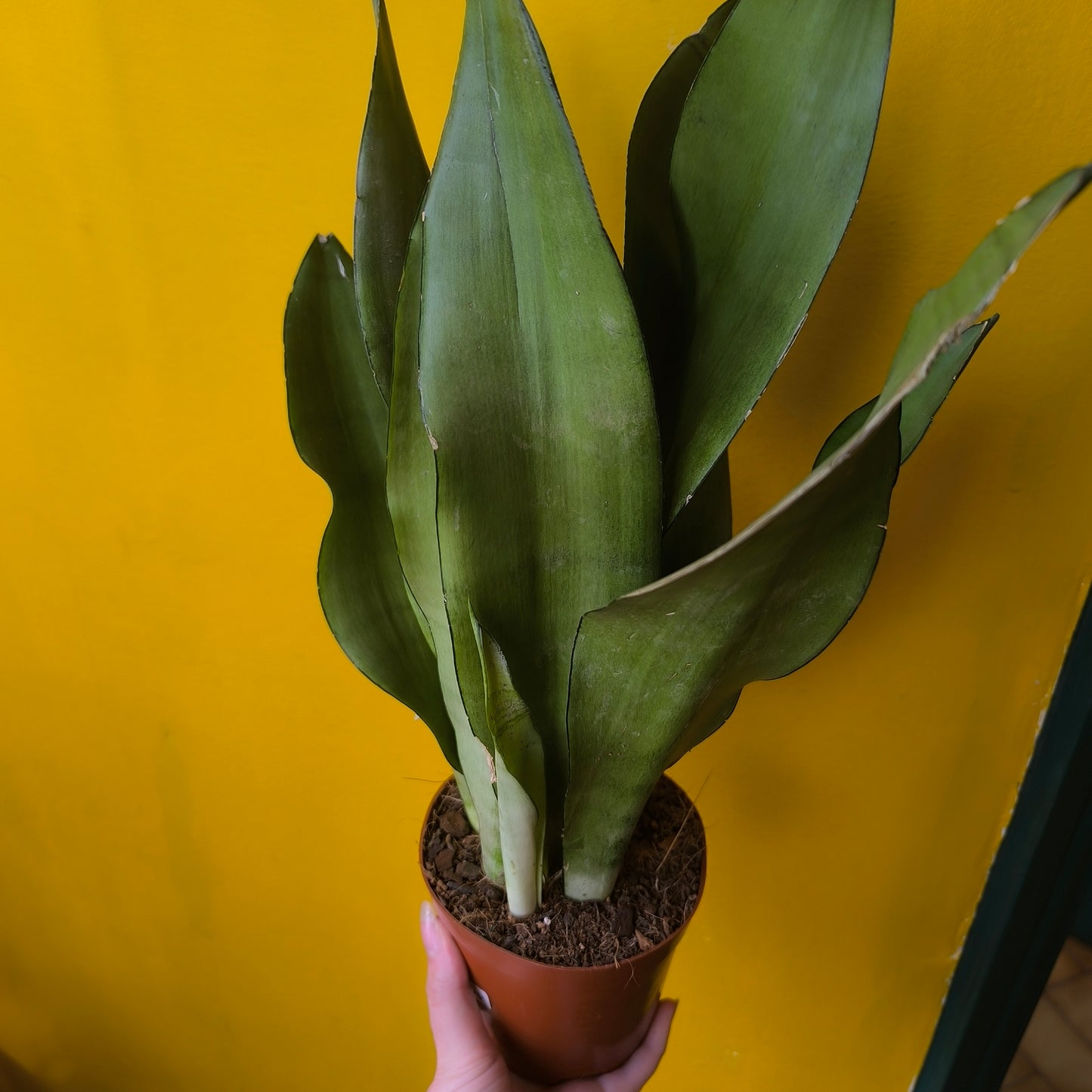 Snake Plants - Medium (4)