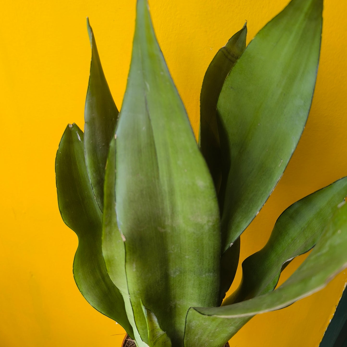 Snake Plants - Medium (4)
