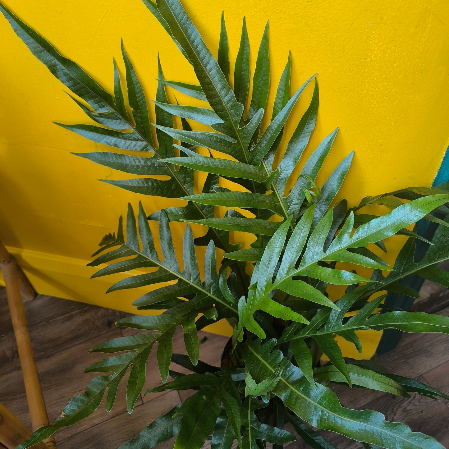 Fern Snake Leaf - Medium