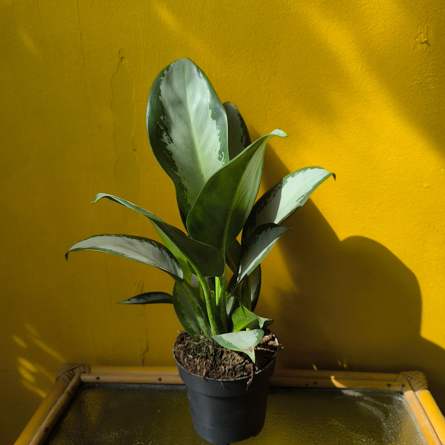 Aglaonema Chinese Evergreen `Blue Silver` - Medium