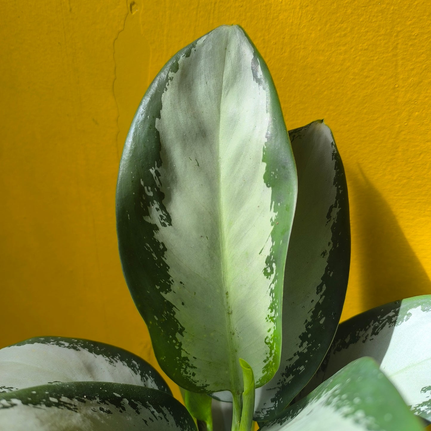 Aglaonema Chinese Evergreen `Blue Silver` - Medium