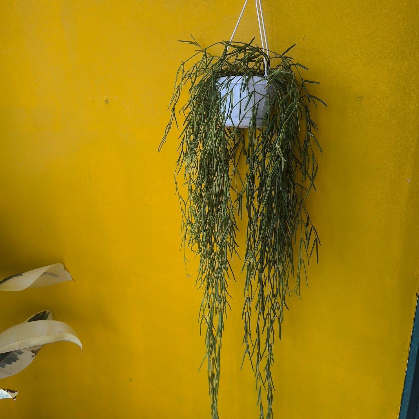 Hoya linearis - Long