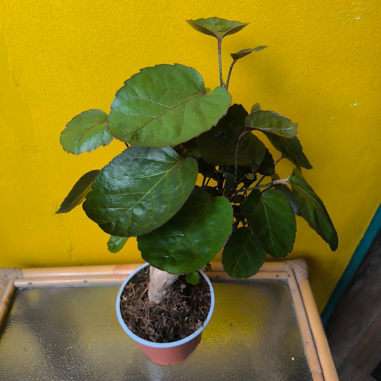 Aralia Tree - Medium