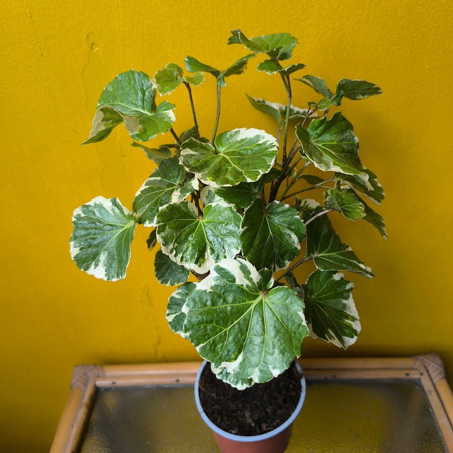 Aralia Tree - Medium
