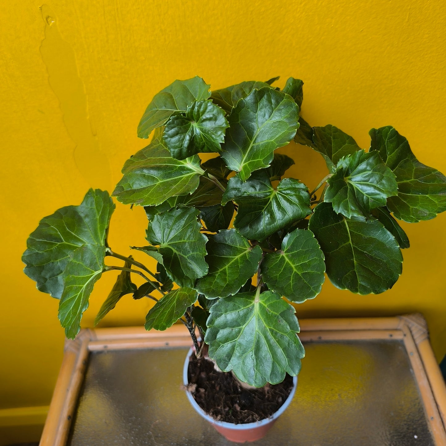 Aralia Tree - Medium