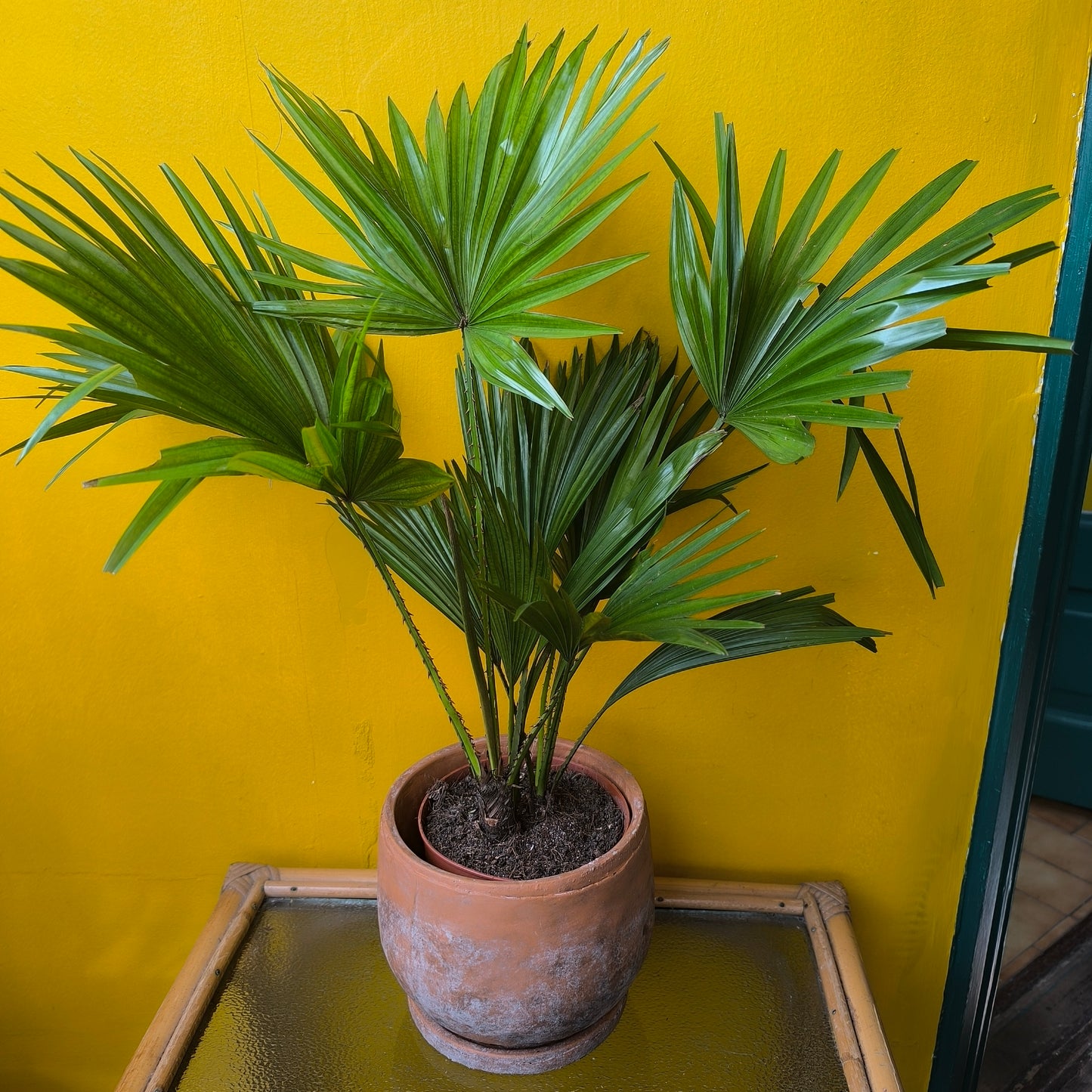 Pot - Vera Terra
