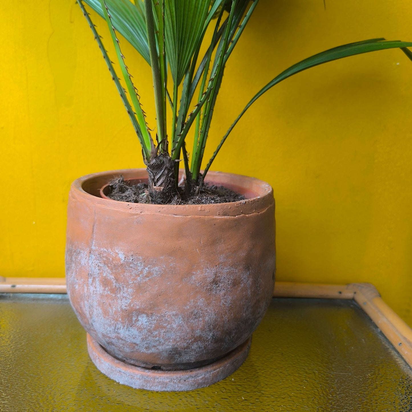 Pot - Vera Terra