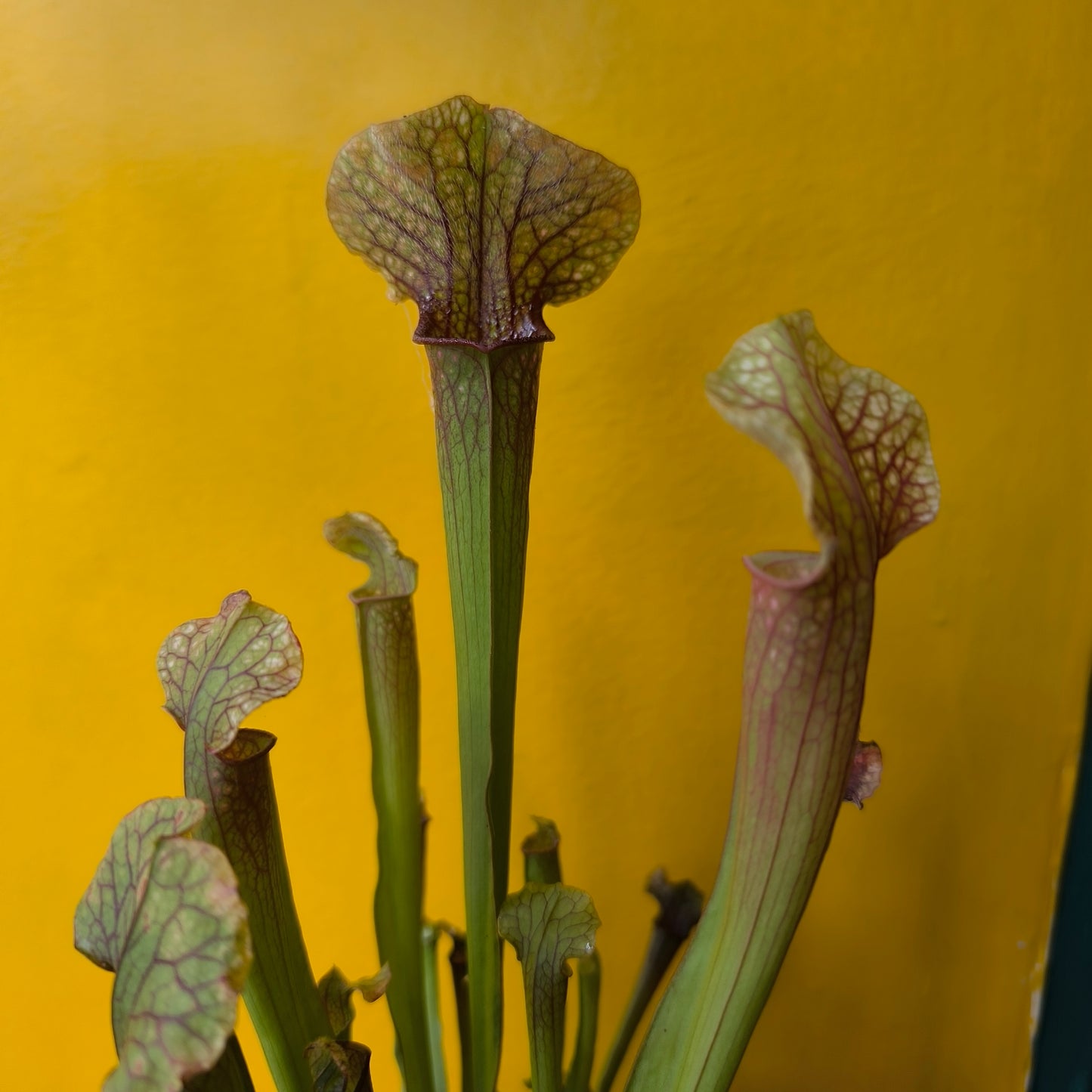 Carnivorous Pitcher Plant `Judith Hindle`- Medium