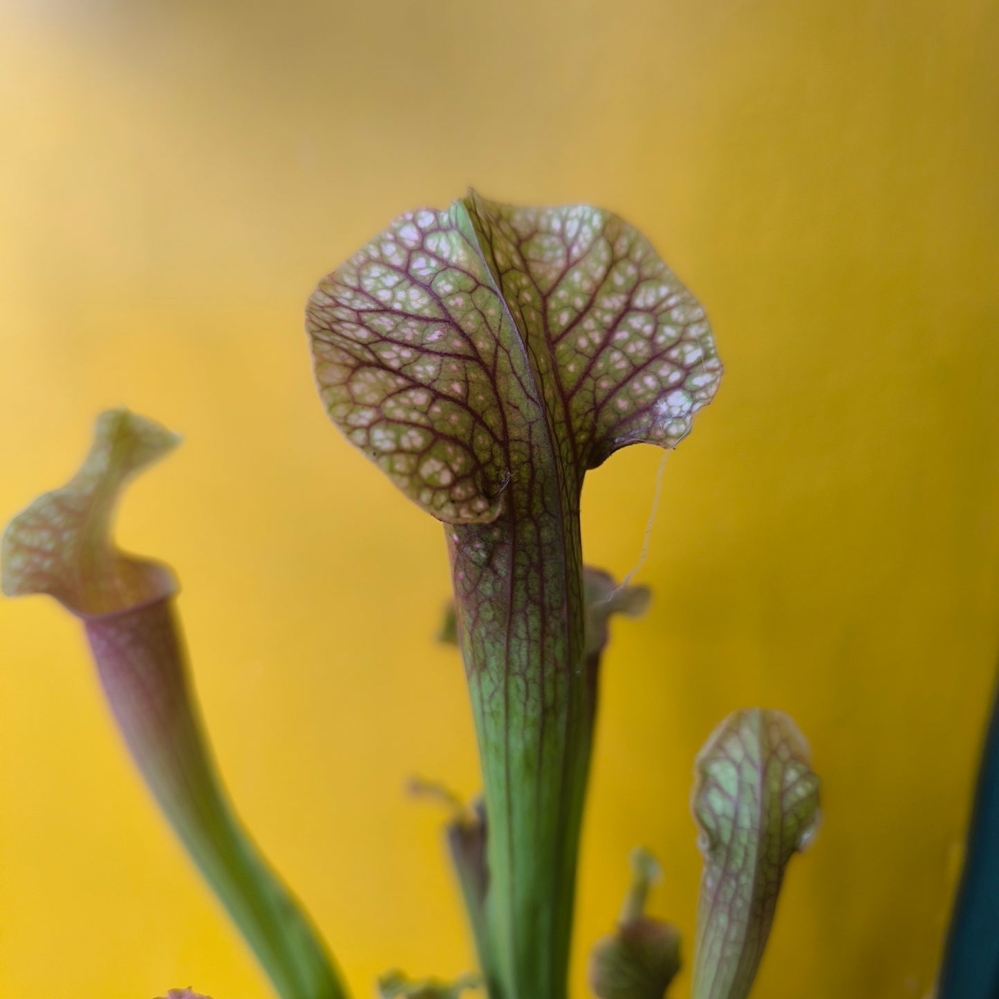 Carnivorous Pitcher Plant `Judith Hindle`- Medium