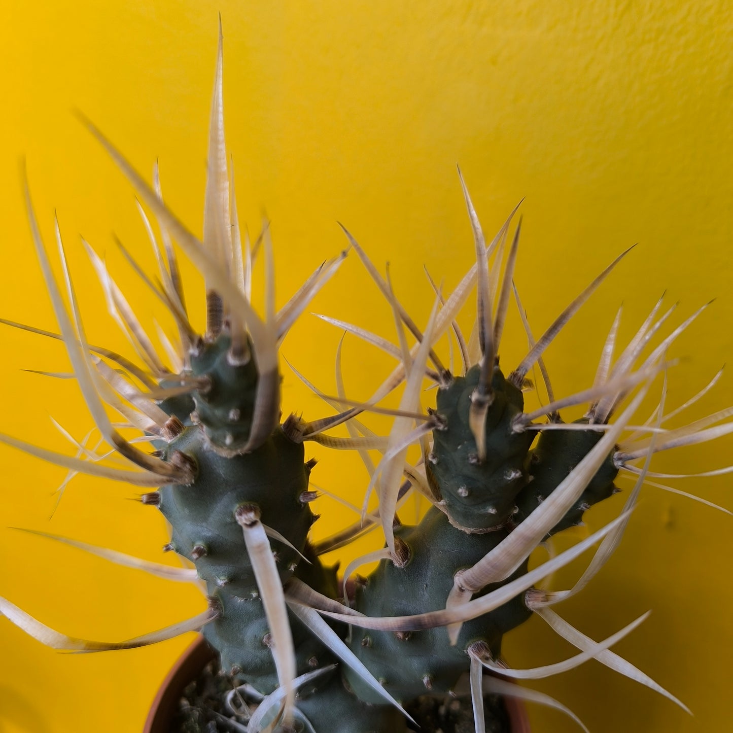 Cactus `Paper Spine` - Medium