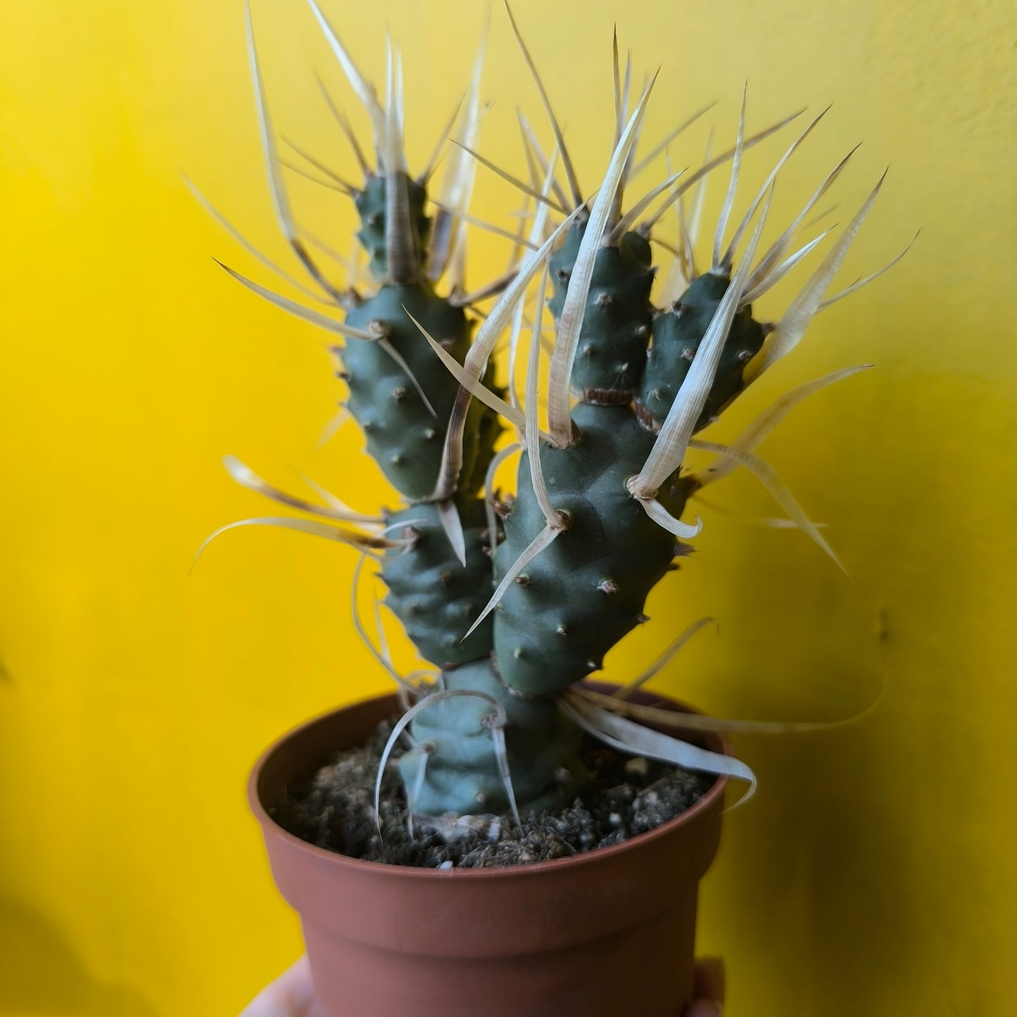 Cactus `Paper Spine` - Medium