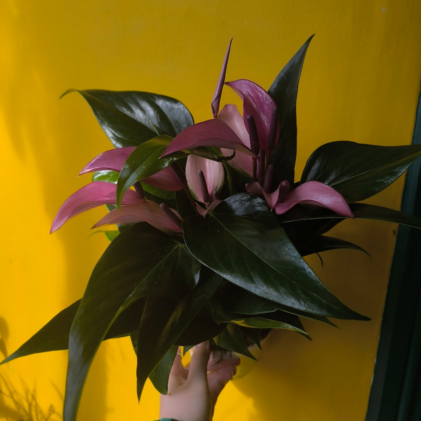 Flamingo Flower `Zizou` - Large