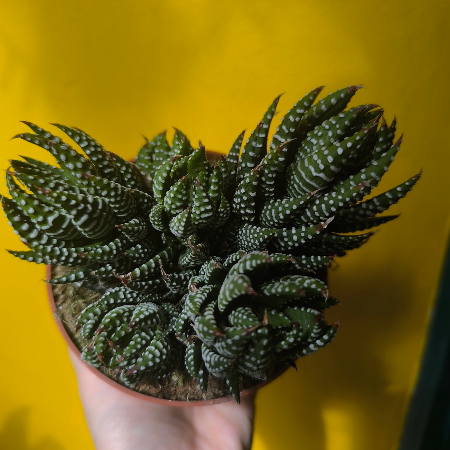 Zebra Cactus - Large