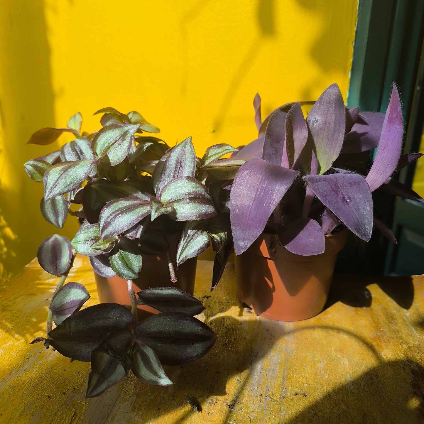 Spiderwort `Zebrina`- Medium