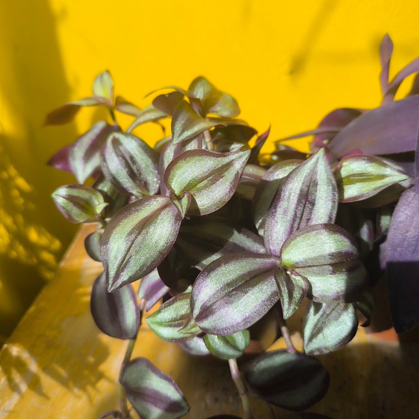 Spiderwort `Zebrina`- Medium