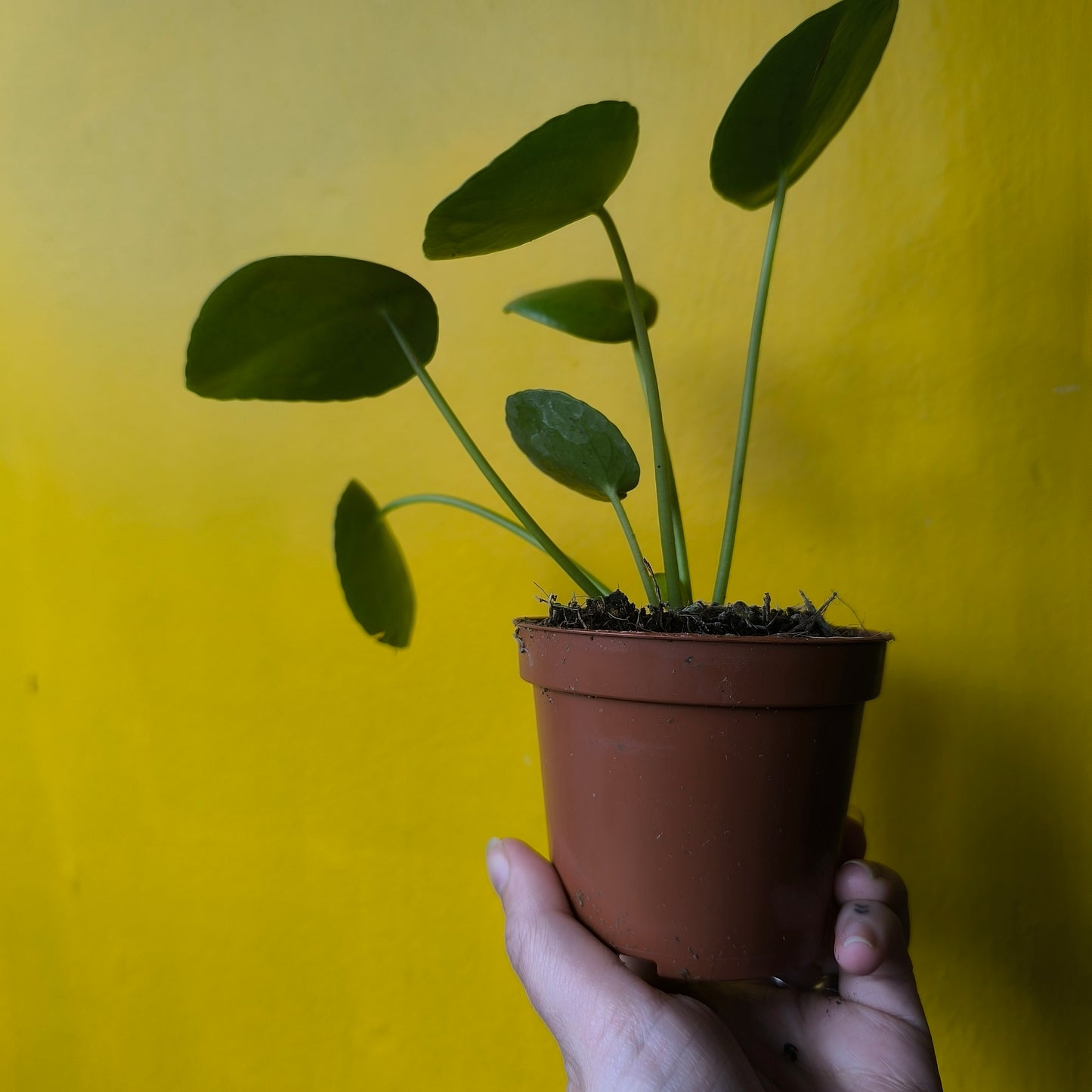 Chinese Money Plant - Medium