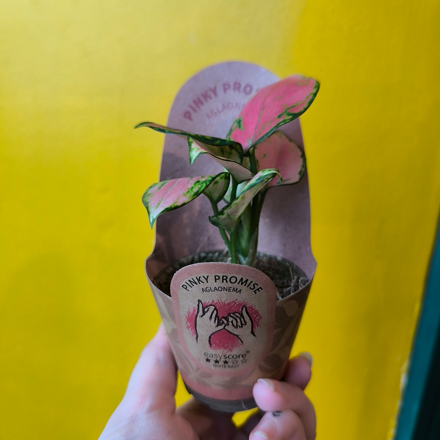 Aglaonema Chinese Evergreen `Pinky Promise` - Small