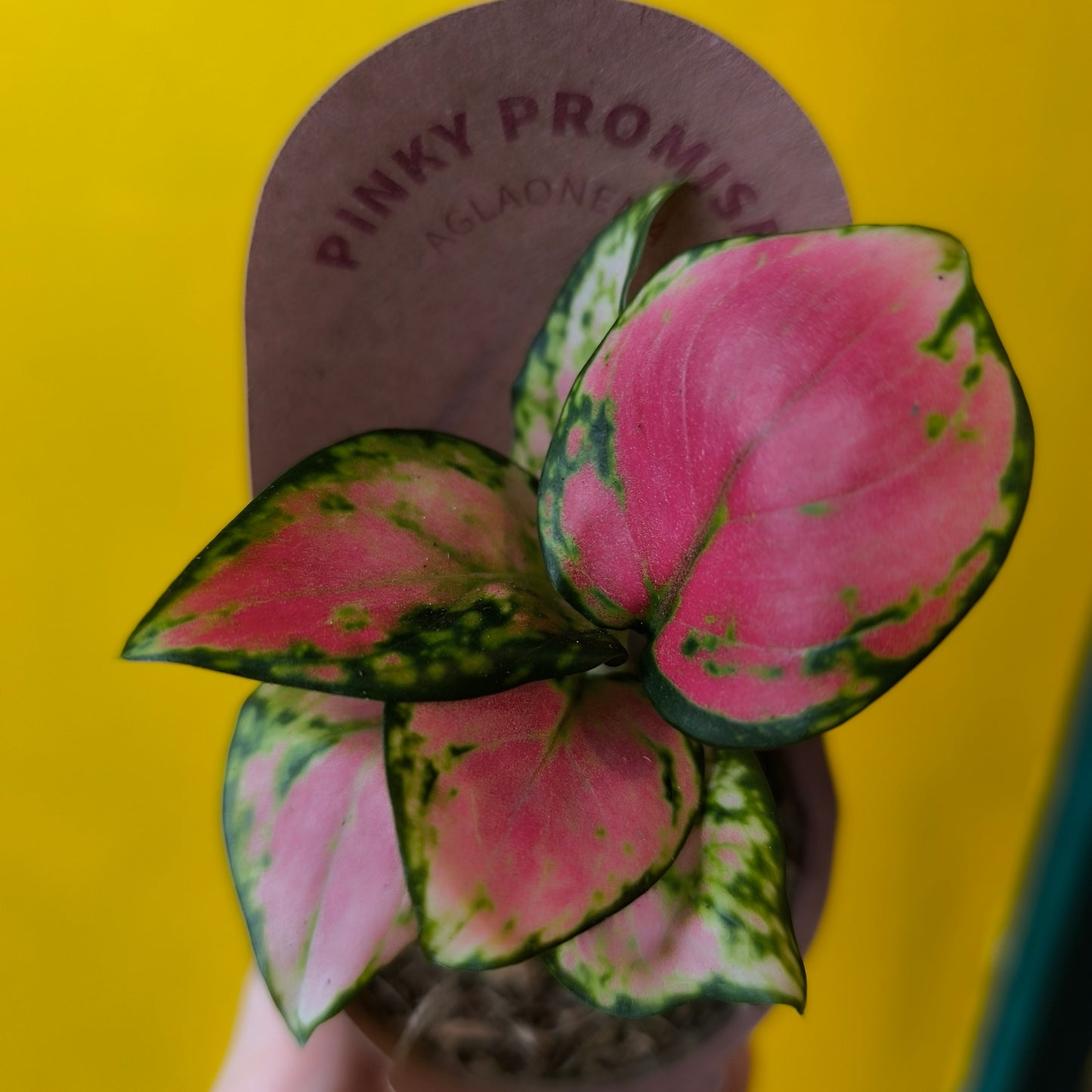 Aglaonema Chinese Evergreen `Pinky Promise` - Small