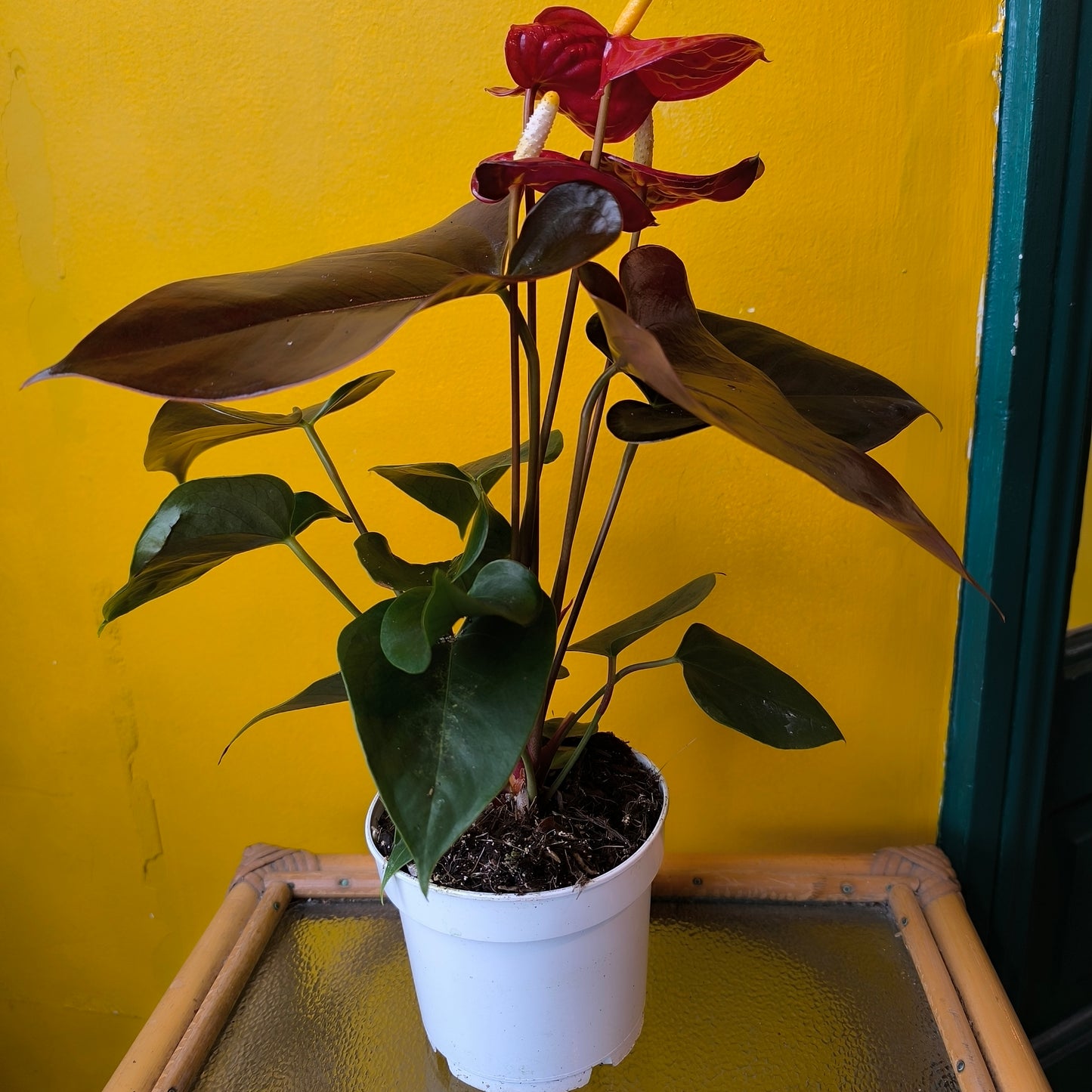 Flamingo Flower `Champion Coral`- Medium