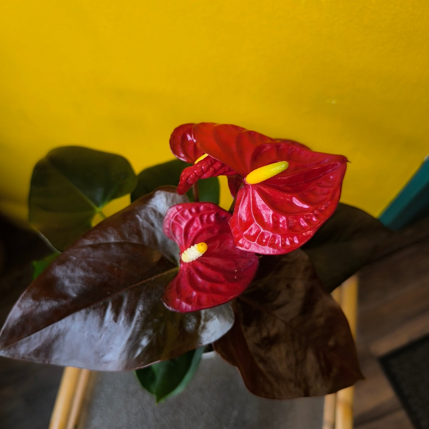 Flamingo Flower `Champion Coral`- Medium
