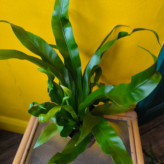 Fern Mix- Medium