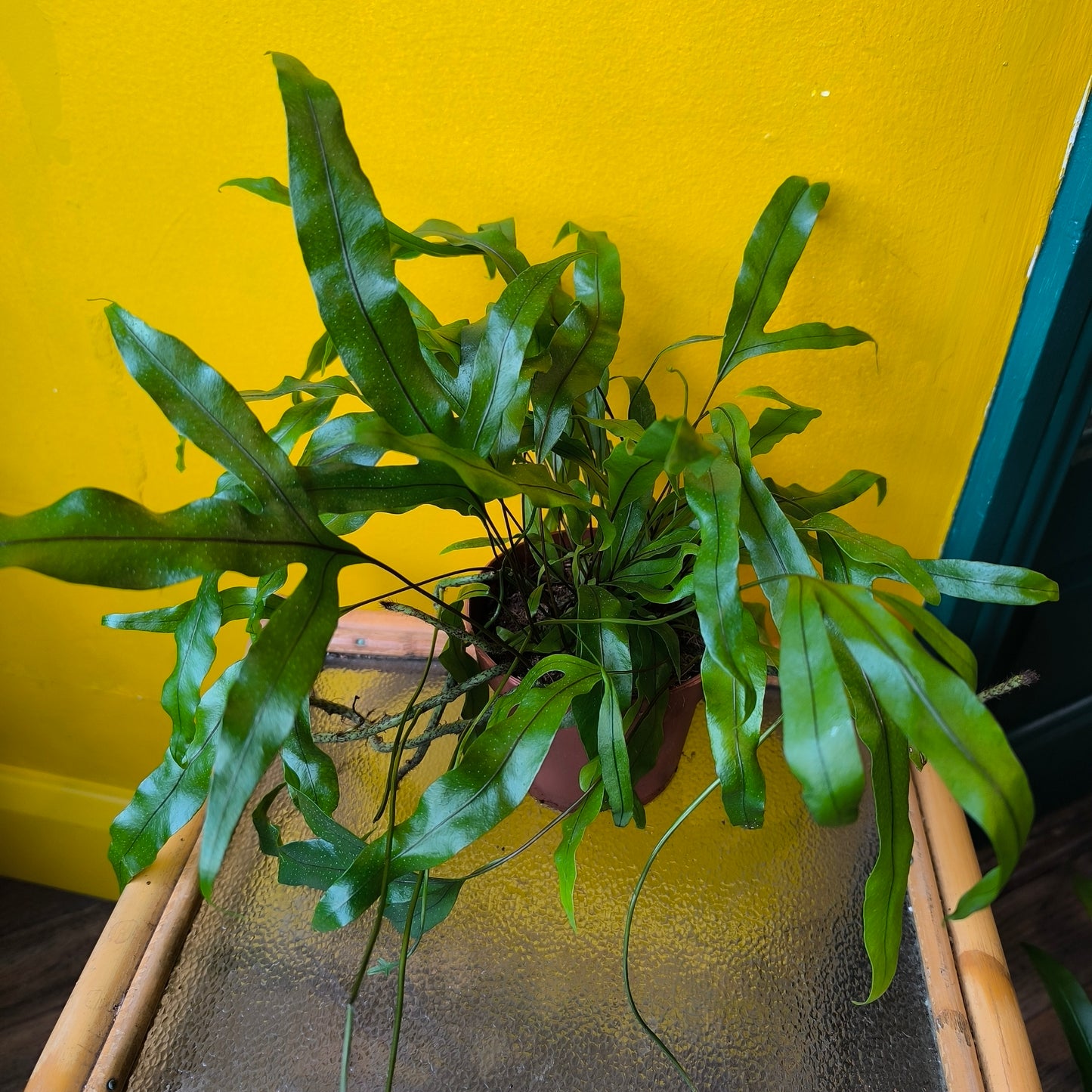 Fern Mix- Medium