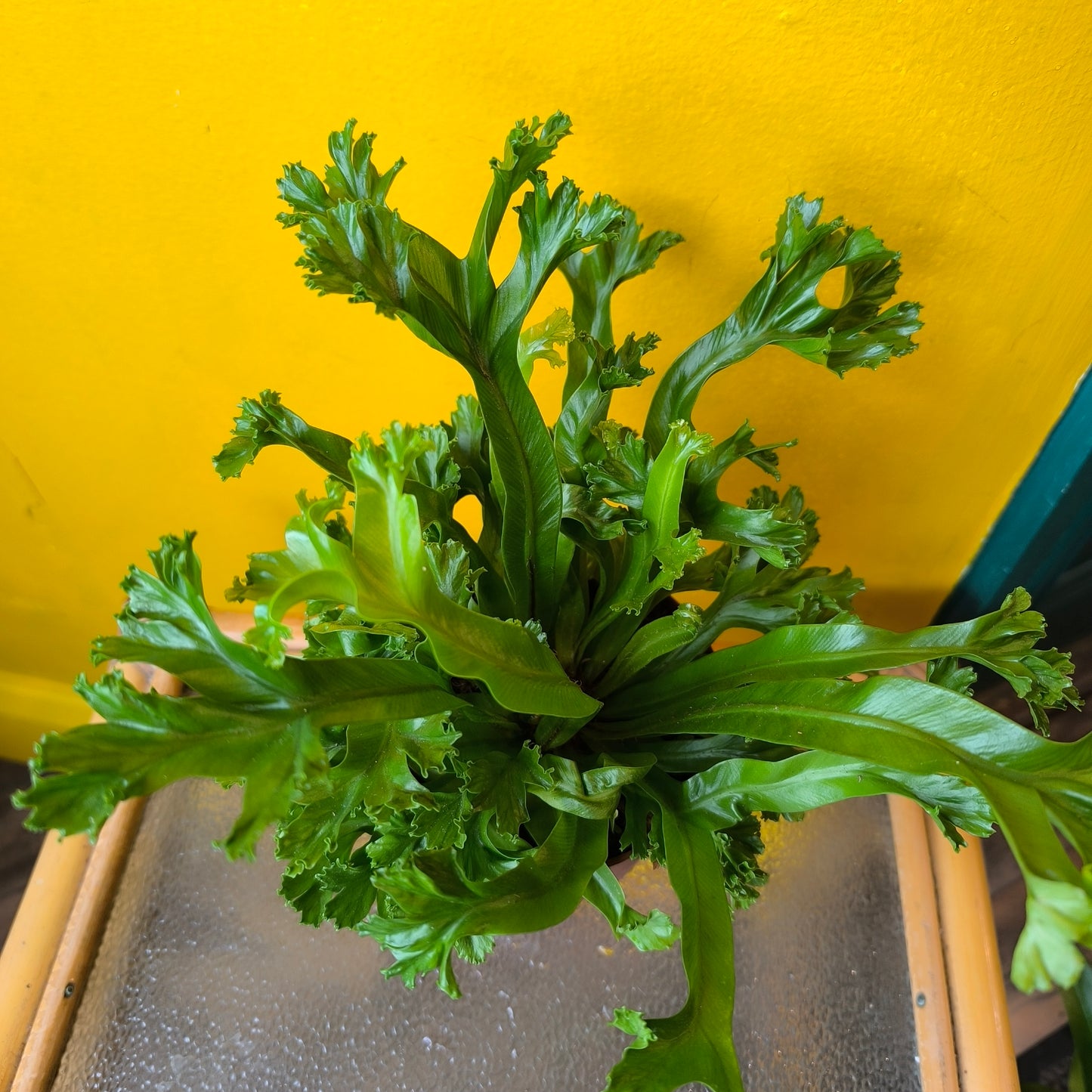 Fern Mix- Medium