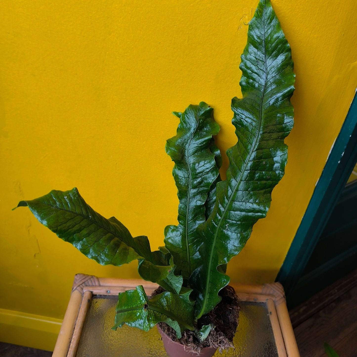 Fern Mix- Medium