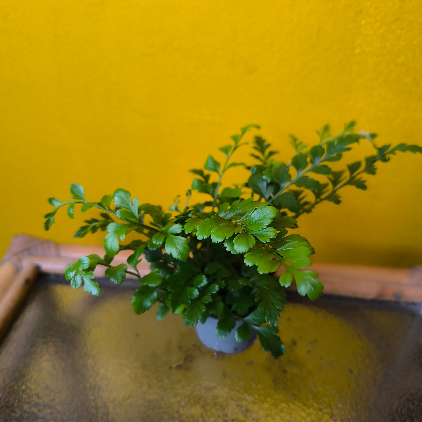 Fern - Mini Mix