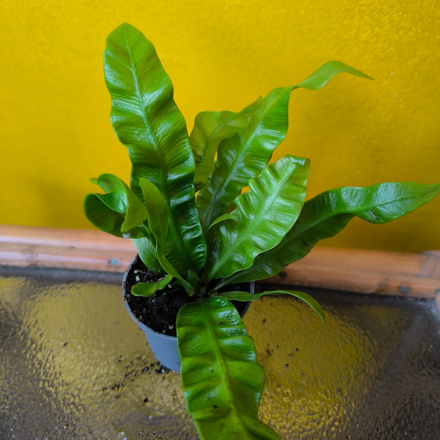 Fern - Mini Mix