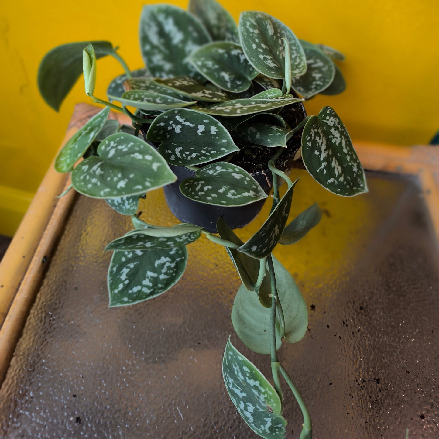 Pothos `Silvery Ann` - Medium