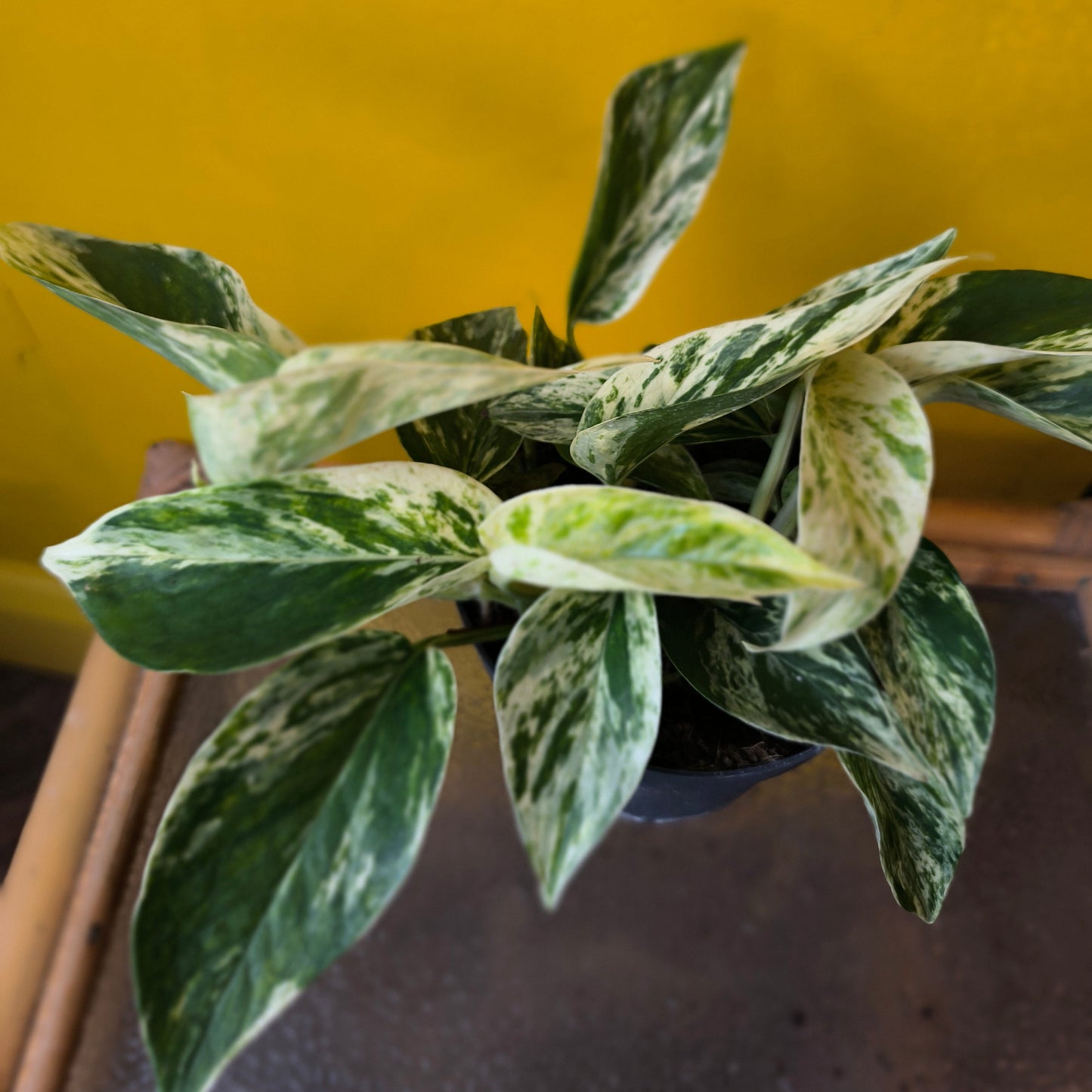Pothos Marble Queen - Medium